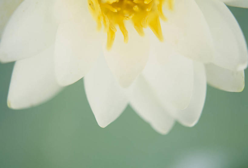 无人,横图,室外,特写,白天,正面,微距,睡莲,阴影,朦胧,模糊,盛开,光线,影子,花蕾,花,花瓣,花朵,鲜花,一朵,白色,阳光,花苞,花蕊,纯真,妖艳,水芹花,抒情,洁净,水洋花,小莲花,子午莲,彩图,微距摄影