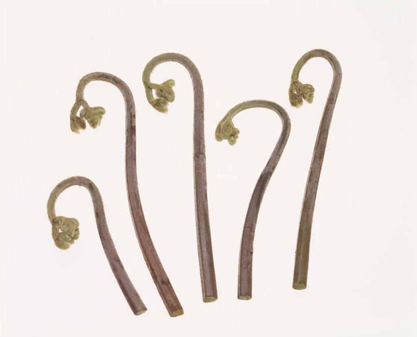 无人,横图,室内,特写,白天,白色背景,正面,植物,蔬菜,五个,一排,许多,新鲜,整齐,并列,并排,食品,食物,排列,绿色,自然,摄影,有机食品,绿色食品,影棚,生长,成长,蕨类,队列,蕨类植物,平行,欧洲蕨,彩图,影棚拍摄,拍摄