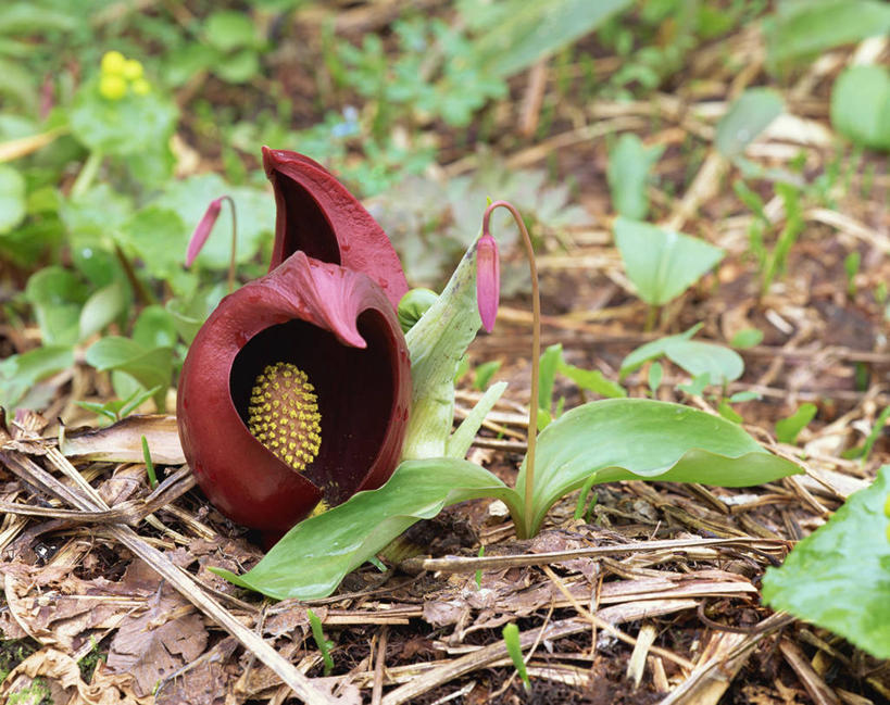 无人,横图,室外,特写,白天,正面,美景,植物,叶子,阴影,朦胧,模糊,盛开,光线,纹理,影子,景观,干草,绿叶,草药,药草,花蕾,中药,花,花瓣,花朵,鲜花,一朵,红色,绿色,阳光,自然,草垛,花苞,花蕊,嫩叶,景色,有毒,自然风光,药材,中草药,中药材,本草,肌理,臭菘,干草垛,叶,叶片,叶脉,彩图