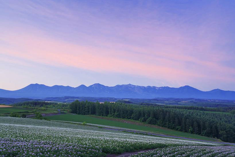 无人,横图,室外,白天,正面,旅游,度假,花海,花圃,美景,日落,山,山脉,植物,叶子,北海道,日本,亚洲,盛开,景观,山峰,晚霞,霞光,落日,山峦,花蕾,娱乐,花,花瓣,花朵,花卉,鲜花,绿色,自然,黄昏,花丛,花束,花田,群山,花苞,花蕊,享受,休闲,景色,彩霞,放松,自然风光,东亚,日本国,北海道地方,北海道岛,夕照,薄暮,夕阳,彩图,傍晚,十胜综合振兴局,振兴局,斜阳,道东