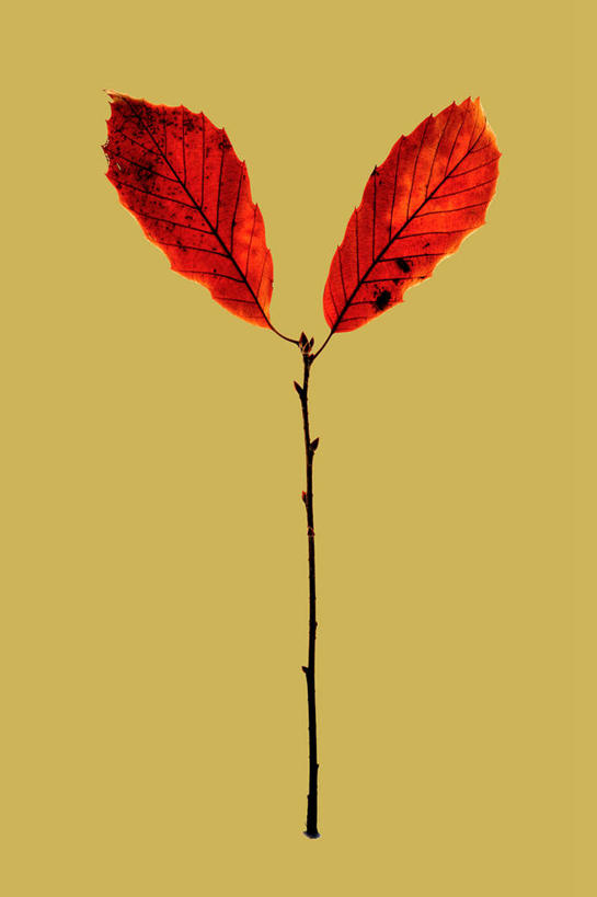 无人,竖图,室内,特写,白天,正面,叶子,两片,黄色背景,枯叶,落叶,红色,摄影,影棚,叶,叶片,彩图,影棚拍摄,拍摄