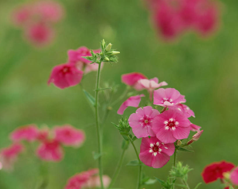 无人,横图,室外,特写,白天,正面,草地,草坪,花海,花圃,美景,植物,叶子,阴影,朦胧,模糊,盛开,光线,影子,景观,花蕾,草,花,花瓣,花朵,花卉,鲜花,绿色,阳光,自然,花丛,花束,花田,花苞,花蕊,景色,自然风光,福乐花,福禄花,福禄考,彩图
