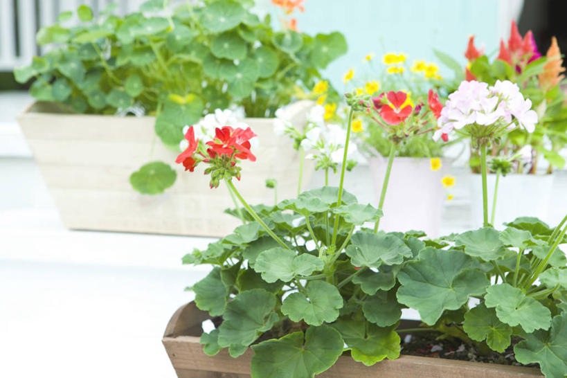 无人,横图,室外,特写,白天,正面,美景,植物,阴影,朦胧,模糊,盛开,光线,盆栽,影子,景观,盆景,花蕾,花,花瓣,花朵,鲜花,绿色,阳光,自然,花苞,花蕊,景色,生长,成长,自然风光,旱金莲,金莲花,寒金莲,旱荷,旱莲花,金钱莲,大红雀,旱荷花,彩图