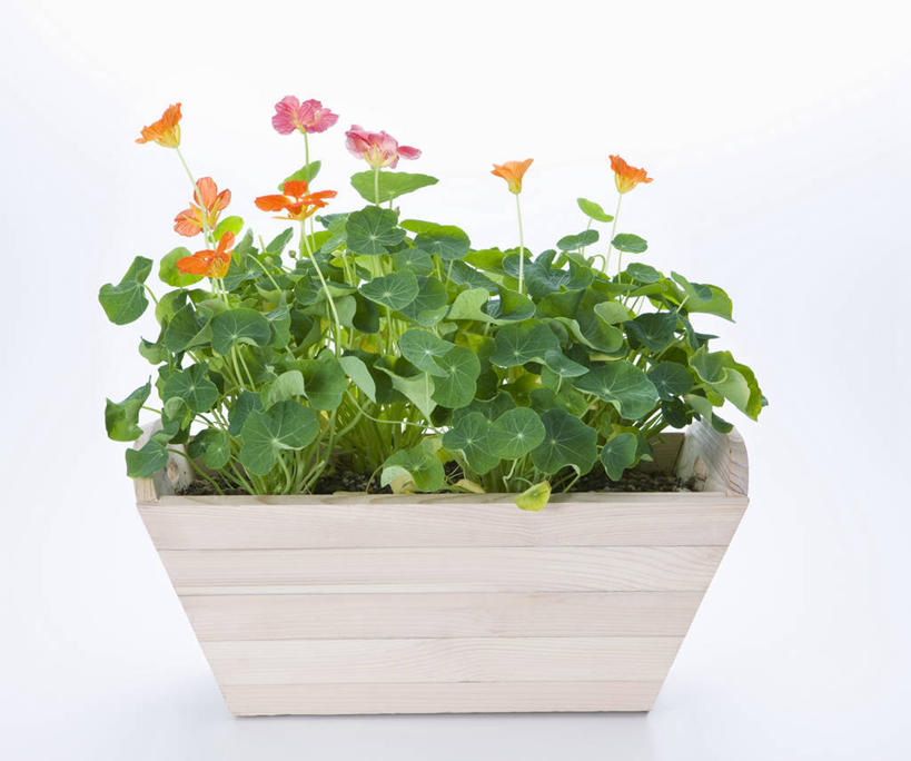 无人,横图,室内,特写,白天,白色背景,正面,植物,叶子,花盆,阴影,盛开,反射,木制,纹理,影子,绿叶,花蕾,花,花瓣,花朵,鲜花,一个,绿色,木制品,容器,花苞,花蕊,嫩叶,摄影,影棚,单个,储藏,储存,旱金莲,金莲花,肌理,寒金莲,旱荷,旱莲花,金钱莲,大红雀,叶,叶片,叶脉,旱荷花,彩图,影棚拍摄,拍摄,贮存