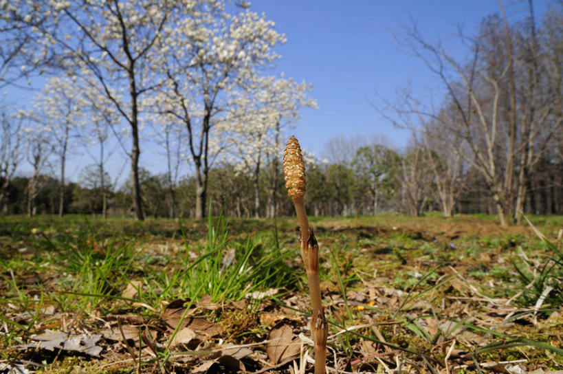 无人,横图,室外,白天,正面,旅游,度假,草地,草坪,美景,树林,植物,东京,日本,亚洲,阴影,光线,影子,景观,娱乐,草,树,树木,蓝色,绿色,蓝天,天空,阳光,自然,天,享受,休闲,景色,放松,马尾,生长,晴朗,成长,自然风光,东亚,本州,万里无云,关东地方,本州岛,日本国,东京都,问荆,接续草,公母草,搂接草,空心草,马蜂草,猪鬃草,黄蚂草,节节草,接骨草,晴空,晴空万里,彩图,木贼,马尾植物