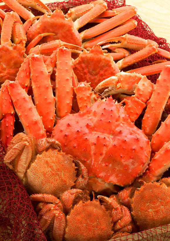 蟹,无人,竖图,俯视,室内,特写,白天,许多,阴影,反射,皇后蟹,螃蟹,影子,很多,红色,摄影,影棚,皮匠蟹,雪蟹,甲壳动物,半身,彩图,高角度拍摄,影棚拍摄,拍摄