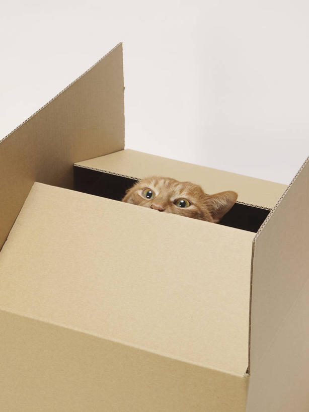 无人,竖图,俯视,室内,白天,白色背景,宠物,猫,阴影,反射,包装,影子,纸箱,注视,一个,一只,动物,容器,箱子,观察,看,可爱,偷看,摄影,影棚,单个,观看,察看,关注,纸板箱,猫咪,偷窥,包装箱,半身,彩图,高角度拍摄,影棚拍摄,拍摄,窥视,窥探