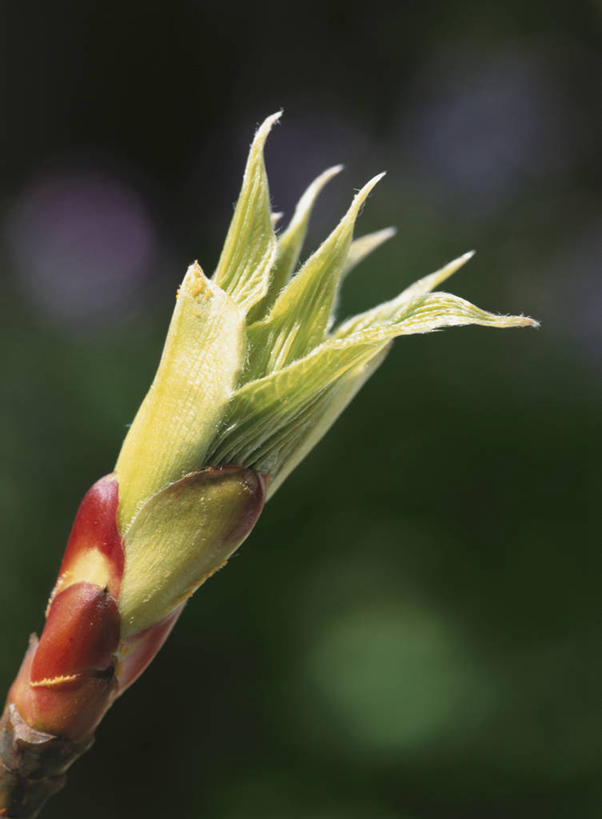 无人,竖图,室外,特写,白天,正面,美景,阴影,朦胧,模糊,盛开,光线,影子,景观,花蕾,花,花瓣,花朵,鲜花,阳光,自然,花苞,花蕊,景色,自然风光,山茱萸,山萸肉,山芋肉,蜀酸枣,天木籽,药枣,萸肉,枣皮,彩图