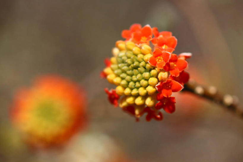 无人,横图,室外,特写,白天,正面,美景,阴影,朦胧,模糊,盛开,光线,影子,景观,枝条,花蕾,花,花瓣,花朵,鲜花,树枝,黄色,阳光,自然,花苞,花蕊,橙色,景色,自然风光,瑞香,虬枝,枝杈,千里香,彩图,毛瑞香,蓬莱紫,瑞香花,睡香,黄瑞香