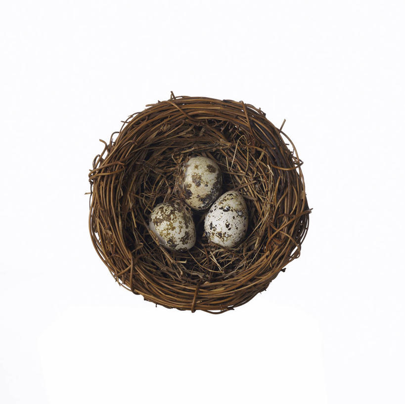 无人,横图,俯视,室内,特写,白天,白色背景,环绕,缠绕,鸟巢,鸟窝,蛋,枝条,鹌鹑蛋,三颗,树枝,摄影,影棚,纠缠,卵,鹌鹑卵,鹑鸟蛋,虬枝,枝杈,彩图,高角度拍摄,影棚拍摄,拍摄