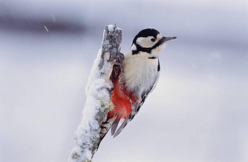 无人,站,横图,室外,特写,白天,正面,美景,雪,植物,大雪,鸟,啄木鸟,朦胧,模糊,鸟类,积雪,景观,雪景,冬季,冬天,枝条,扭头,注视,树,树木,树枝,一只,绿色,自然,观察,看,站着,转头,景色,寒冷,生长,成长,观看,察看,关注,自然风光,严寒,白花啄木鸟,臭奔得儿木,大斑啄木鸟,叼木冠,花奔得儿木,花啄木,啄木冠,虬枝,枝杈,森林医生,站立,彩图,全身,益鸟