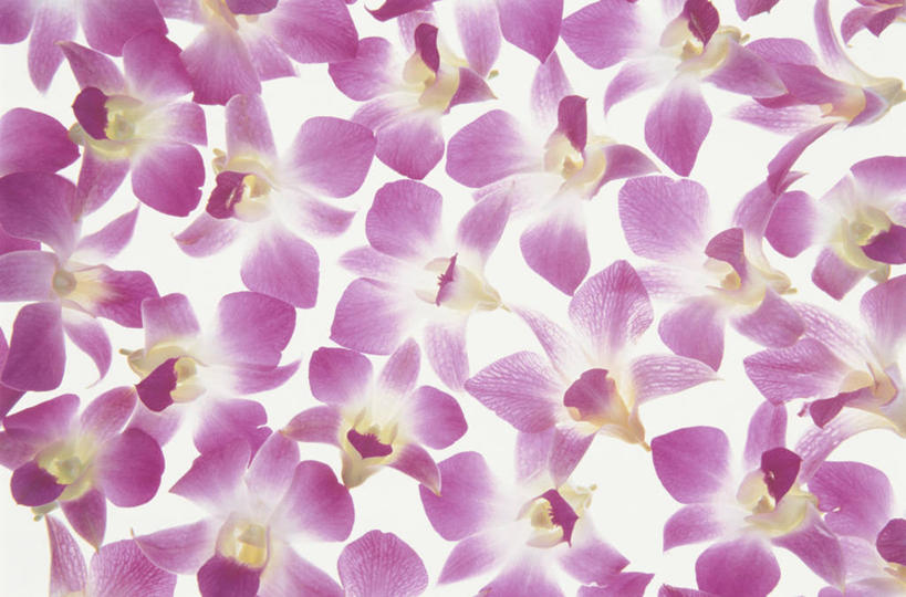 无人,横图,室内,特写,白天,白色背景,正面,盛开,花蕾,花,花瓣,花朵,鲜花,粉色,花苞,花蕊,摄影,影棚,高雅,淡泊,花中君子,兰花,彩图,影棚拍摄,拍摄