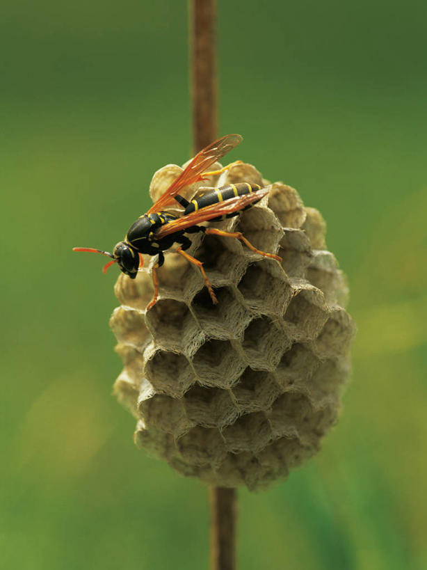 无人,竖图,室外,特写,白天,正面,美景,阴影,朦胧,模糊,光线,昆虫,蜂巢,蜂窝,影子,景观,停留,一只,阳光,自然,动物,景色,停止,自然风光,黄蜂,益虫,胡蜂,马蜂,蚂蜂,逗留,停顿,彩图,全身