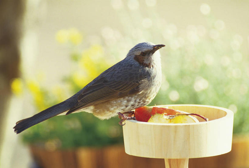 无人,站,横图,室外,特写,白天,侧面,草地,草坪,美景,植物,鸟,苹果,水果,阴影,朦胧,模糊,新鲜,盛开,光线,鸟类,影子,景观,生食,食品,果实,花蕾,注视,草,花,花瓣,花朵,鲜花,食物,一只,绿色,阳光,自然,容器,花苞,花蕊,观察,看,站着,景色,有机食品,绿色食品,观看,储藏,察看,储存,关注,自然风光,栗耳鹎,鹎,站立,彩图,全身,棕耳鹎,栗耳短脚鹎,贮存