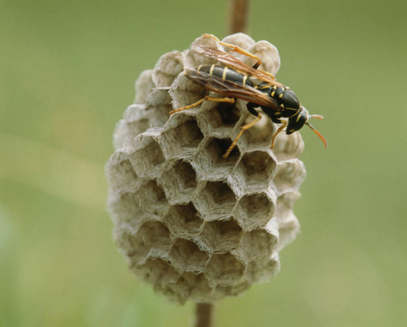 无人,横图,室外,特写,白天,侧面,美景,阴影,朦胧,模糊,光线,昆虫,蜂巢,蜂窝,影子,景观,停留,一只,阳光,自然,动物,景色,停止,自然风光,黄蜂,益虫,胡蜂,马蜂,蚂蜂,逗留,停顿,彩图,全身