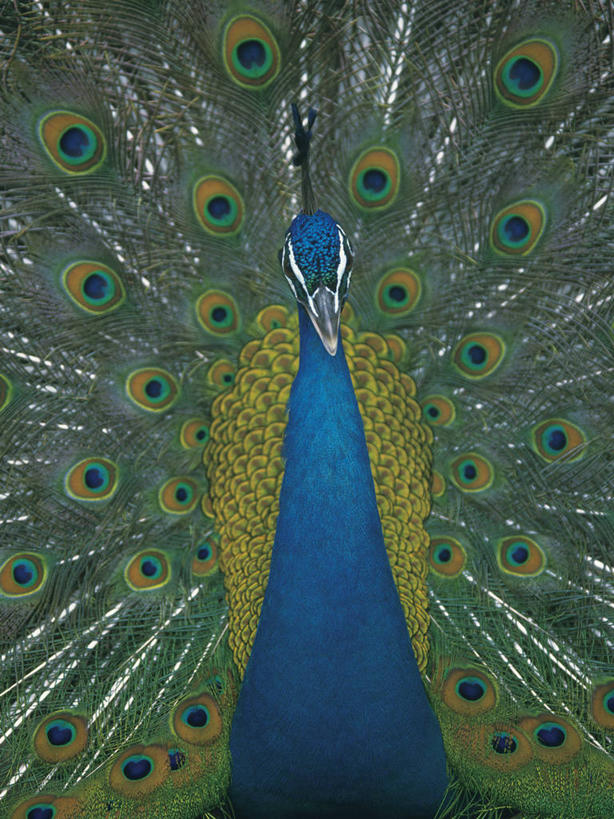 无人,站,竖图,室外,特写,白天,正面,孔雀,鸟,野生动物,羽毛,轻盈,柔软,鲜艳,鸟类,美丽,注视,漂亮,一只,蓝色,动物,观察,看,站着,可爱,活泼,观看,保护,吉祥,察看,优美,关注,华贵,善良,防御,艳丽,孔雀开屏,轻柔,越鸟,百鸟之王,示威,斑斓,瑰丽,娇艳,锦绣,奇丽,求偶,站立,半身,彩图