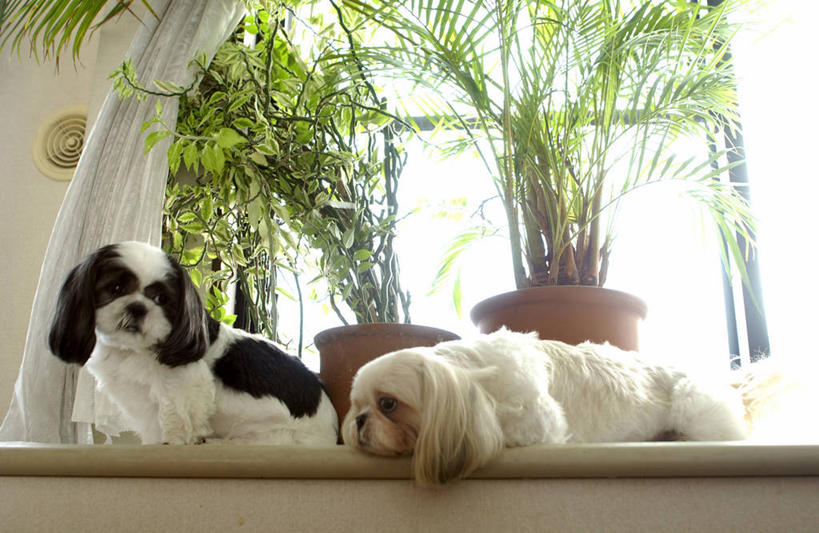无人,横图,室内,白天,仰视,植物,窗户,宠物,狗,阴影,反射,盆栽,影子,盆景,注视,狮子狗,玻璃窗,绿色,自然,动物,观察,看,趴着,两只,可爱,生长,成长,观看,察看,关注,西施犬,忠诚,赛珠犬,狮子犬,西施狗,犬,趴,彩图,低角度拍摄,全身