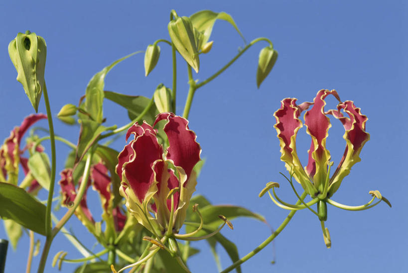 无人,横图,室外,特写,白天,仰视,美景,百合花,阴影,盛开,光线,影子,景观,花蕾,花,花瓣,花朵,鲜花,蓝色,蓝天,天空,阳光,自然,天,花苞,花蕊,景色,晴朗,自然风光,万里无云,强瞿,百合蒜,倒仙,番韭,山丹,晴空,晴空万里,彩图,低角度拍摄,火焰百合