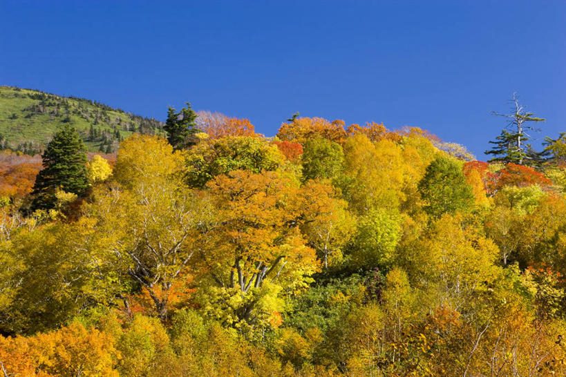 无人,横图,室外,白天,仰视,旅游,度假,美景,秋季,森林,树林,植物,日本,亚洲,阴影,光线,影子,景观,娱乐,树,树木,蓝色,绿色,蓝天,天空,阳光,自然,天,享受,休闲,景色,放松,生长,晴朗,成长,自然风光,东亚,本州,万里无云,本州岛,日本国,岩手,岩手县,东北地方,八幡平市,晴空,晴空万里,秋,秋天,彩图,低角度拍摄