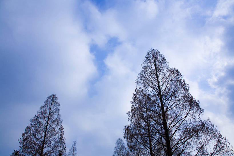 无人,横图,室外,白天,仰视,美景,植物,两棵,阴影,光线,影子,景观,云,云朵,云彩,树,树木,蓝色,绿色,白云,蓝天,天空,阳光,自然,天,景色,生长,晴朗,成长,自然风光,晴空,彩图,低角度拍摄