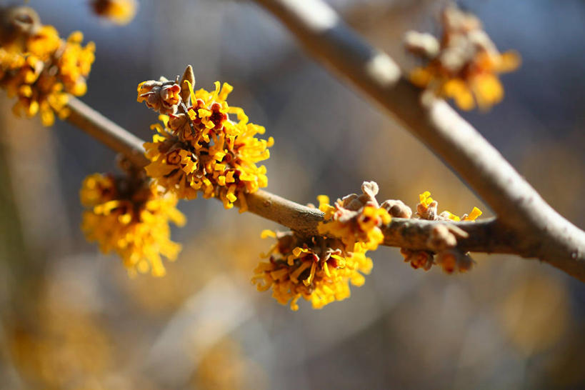 无人,横图,室外,特写,白天,正面,美景,植物,阴影,朦胧,模糊,盛开,光线,影子,景观,枝条,花蕾,花,花瓣,花朵,鲜花,树,树木,树枝,黄色,绿色,阳光,自然,花苞,花蕊,景色,生长,成长,灵感,自然风光,金缕梅,木里香,牛踏果,虬枝,枝杈,彩图