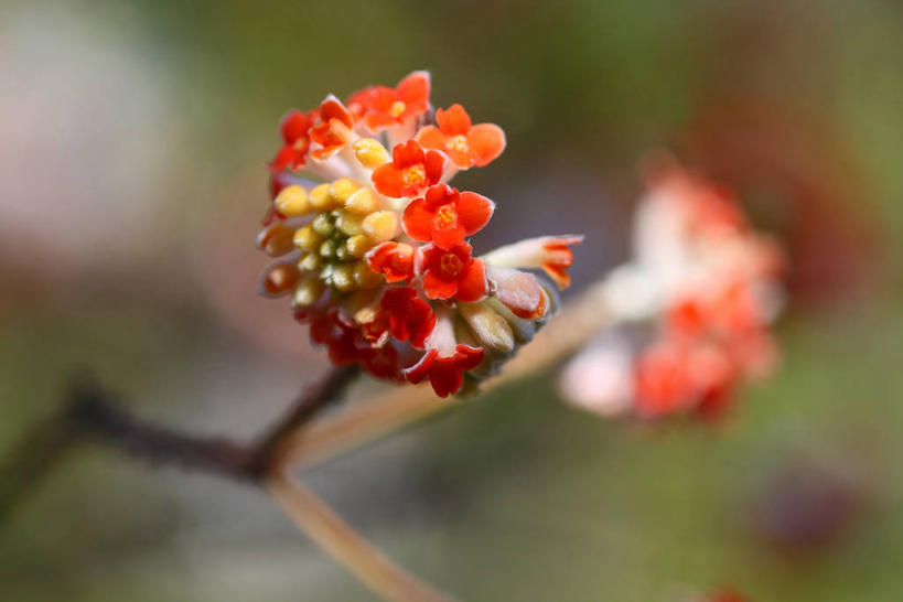 无人,横图,室外,特写,白天,正面,美景,植物,阴影,朦胧,模糊,盛开,光线,影子,景观,枝条,花蕾,花,花瓣,花朵,鲜花,树,树木,树枝,绿色,阳光,自然,花苞,花蕊,景色,生长,成长,自然风光,瑞香,虬枝,枝杈,千里香,彩图,毛瑞香,蓬莱紫,瑞香花,睡香,黄瑞香