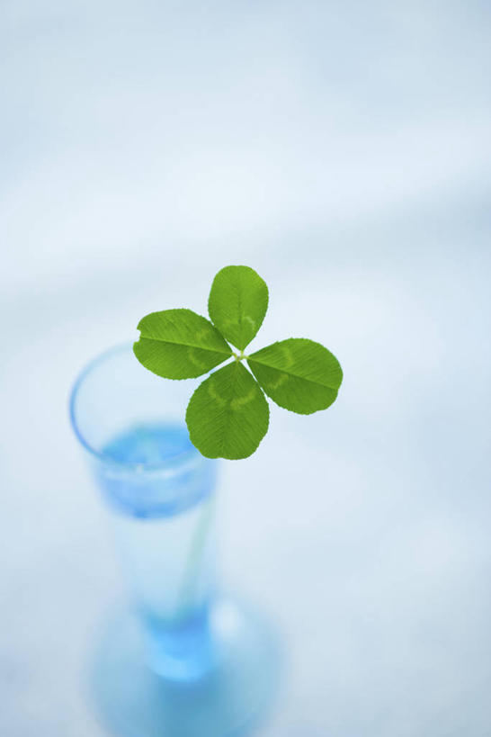 无人,竖图,俯视,室内,特写,白天,自由,水,花瓶,阴影,朦胧,模糊,反射,液体,影子,水滴,四叶草,玻璃制品,幸运草,玻璃瓶,瓶子,和平,牛角花,统一,团结,幸运,彩图,高角度拍摄