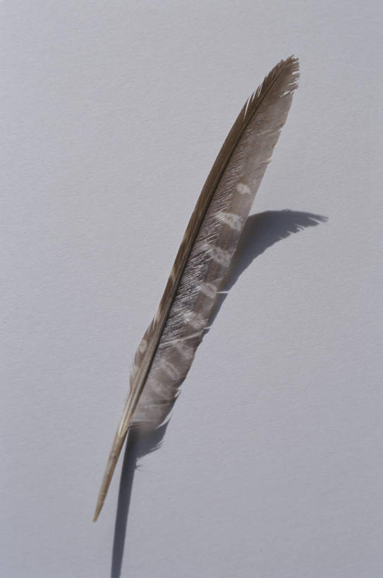 无人,竖图,室内,特写,白天,正面,羽毛,阴影,灰色背景,轻盈,柔软,反射,影子,两个,摄影,影棚,轻柔,彩图,影棚拍摄,拍摄