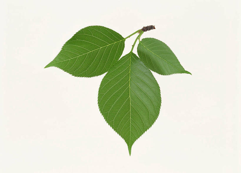 无人,横图,室内,特写,白天,白色背景,正面,樱桃,叶子,阴影,反射,影子,绿叶,三片,嫩叶,摄影,影棚,叶,叶片,樱珠,莺桃,英桃,楔桃,牛桃,荆桃,彩图,影棚拍摄,拍摄