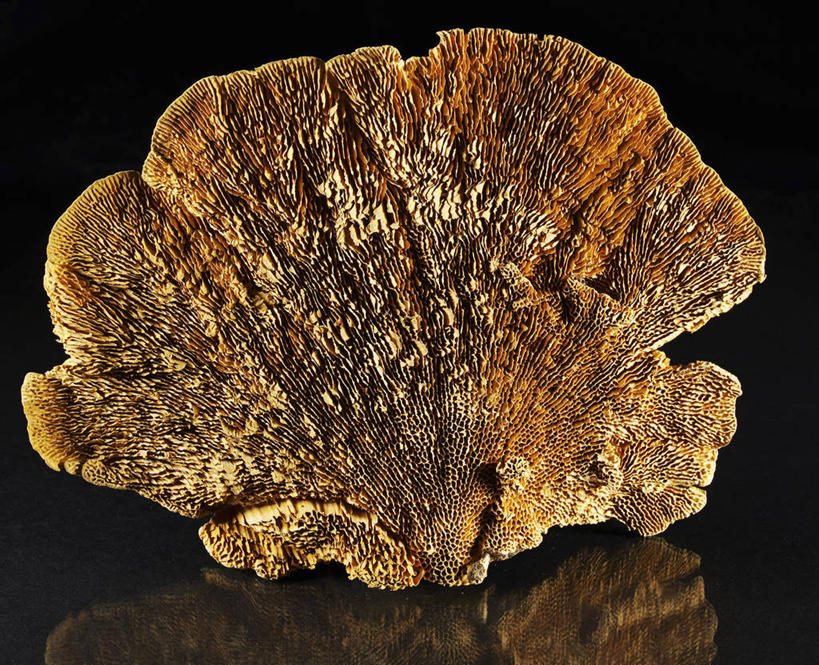 无人,横图,室内,特写,白天,正面,灵芝,阴影,黑色背景,反射,影子,菌菇,菌类,一个,摄影,影棚,单个,真菌,药用菌,神芝,灵芝草,彩图,影棚拍摄,拍摄,菌灵芝