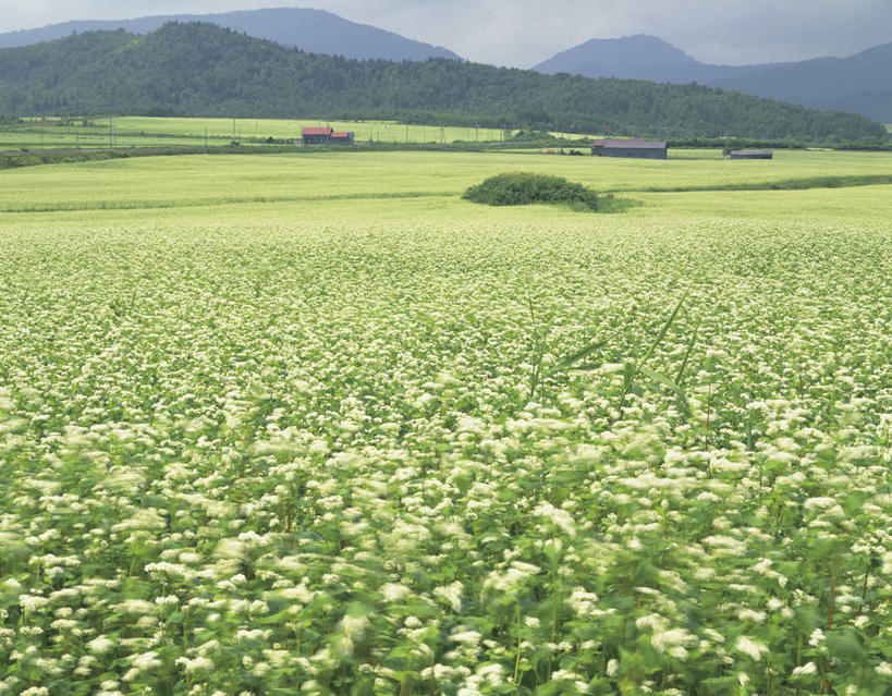 无人,农田,横图,室外,白天,正面,旅游,度假,庄稼,农作物,花海,花圃,美景,山,山脉,树林,植物,叶子,阴影,盛开,光线,影子,景观,山峰,谷物,山峦,荞麦,花蕾,娱乐,花,花瓣,花朵,花卉,鲜花,树,树木,蓝色,绿色,蓝天,天空,阳光,自然,花丛,花束,花田,群山,天,花苞,花蕊,享受,休闲,景色,放松,生长,荞麦花,晴朗,成长,自然风光,万里无云,晴空,晴空万里,彩图,耕地,庄稼田