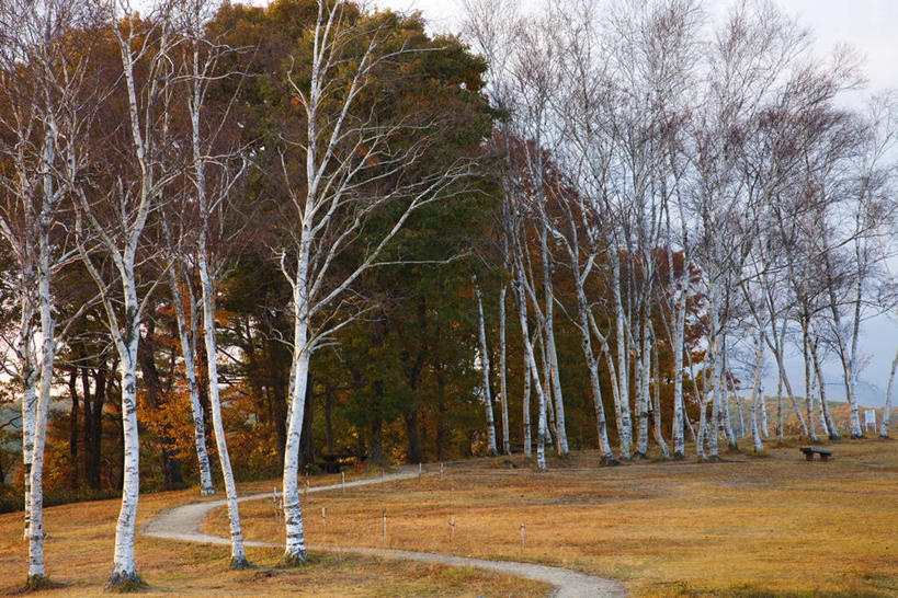无人,横图,室外,白天,正面,旅游,度假,美景,秋季,树林,植物,道路,路,叶子,日本,亚洲,阴影,枯萎,光线,影子,景观,小路,枯草,绿叶,枝条,交通,娱乐,草,树,树木,树枝,黄色,蓝色,绿色,蓝天,天空,阳光,自然,天,享受,休闲,嫩叶,景色,放松,生长,晴朗,成长,自然风光,东亚,本州,万里无云,本州岛,日本国,中国地方,冈山,冈山县,蒜山高原,虬枝,枝杈,叶,叶片,晴空,晴空万里,秋,秋天,彩图,真庭,真庭市,蒜山