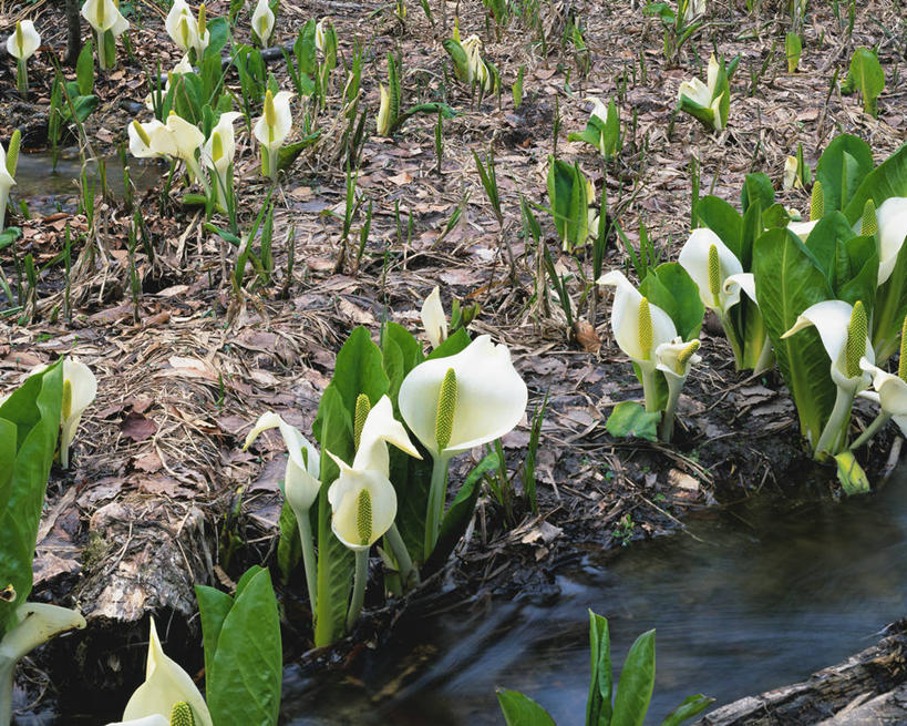 无人,农田,横图,俯视,室外,白天,旅游,度假,庄稼,农作物,河流,美景,水,植物,盛开,河水,景观,水流,草药,药草,花蕾,娱乐,中药,花,花瓣,花朵,鲜花,自然,花苞,花蕊,享受,休闲,景色,放松,有毒,自然风光,药材,中草药,中药材,本草,臭菘,彩图,高角度拍摄,耕地,庄稼田