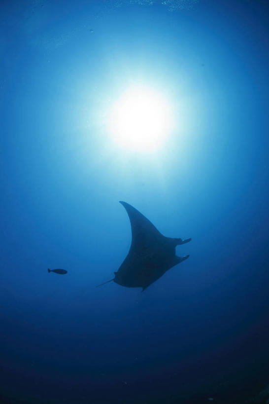 游泳,无人,竖图,室外,白天,仰视,海浪,海洋,美景,太阳,海地,一条,阴影,光线,鱼,影子,景观,浪花,背光,鱼类,海洋生物,阳光,自然,海水,景色,北美,北美洲,自然风光,水生动物,美洲,水生物,逆光,海景,海底动物,魟鱼,魔鬼鱼,蝠鲼,北亚美利加洲,亚美利加洲,泅水,海地共和国,拍浮,大海,风浪,海,海水的波动,近岸浪,涌浪,彩图,低角度拍摄,全身