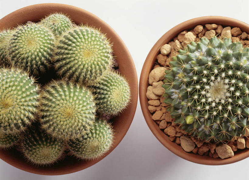 无人,横图,俯视,室内,特写,白天,白色背景,植物,仙人球,仙人掌,阴影,反射,火焰,盆栽,影子,草药,盆景,两盆,中药,绿色,自然,摄影,影棚,生长,成长,药材,中草药,中药材,本草,牛舌头,草球,玉芙蓉,仙巴掌,火掌,长盛球,霸王树,彩图,高角度拍摄,影棚拍摄,拍摄