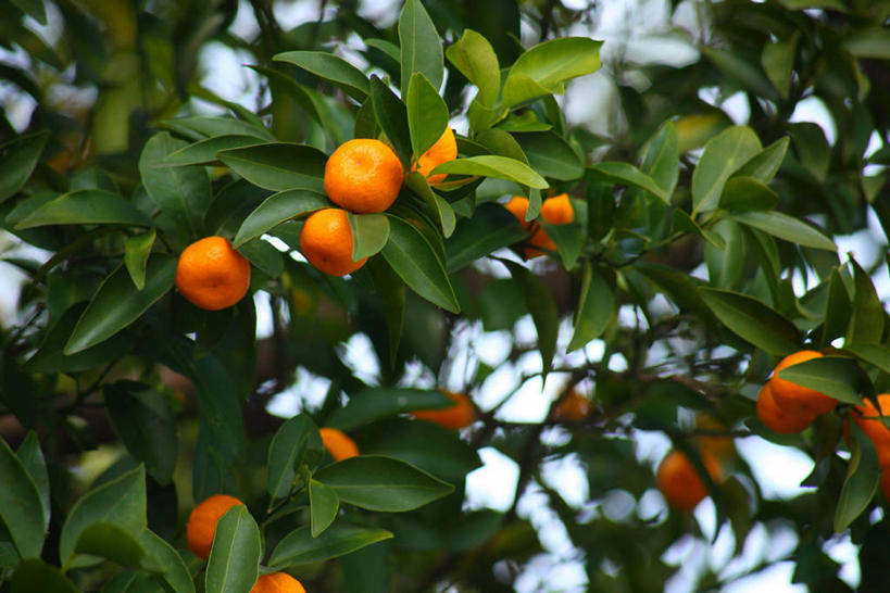 无人,果园,横图,室外,白天,仰视,美景,田园,植物,柑橘,水果,吊挂,悬挂,新鲜,景观,生食,食品,果实,果树,挂,树,树木,食物,绿色,自然,橙色,景色,有机食品,绿色食品,生长,成长,自然风光,田庄,园子,柑桔,橘子,桔子,彩图,低角度拍摄,大红蜜橘,大红袍,红橘,黄橘,宽皮橘,桔子树
