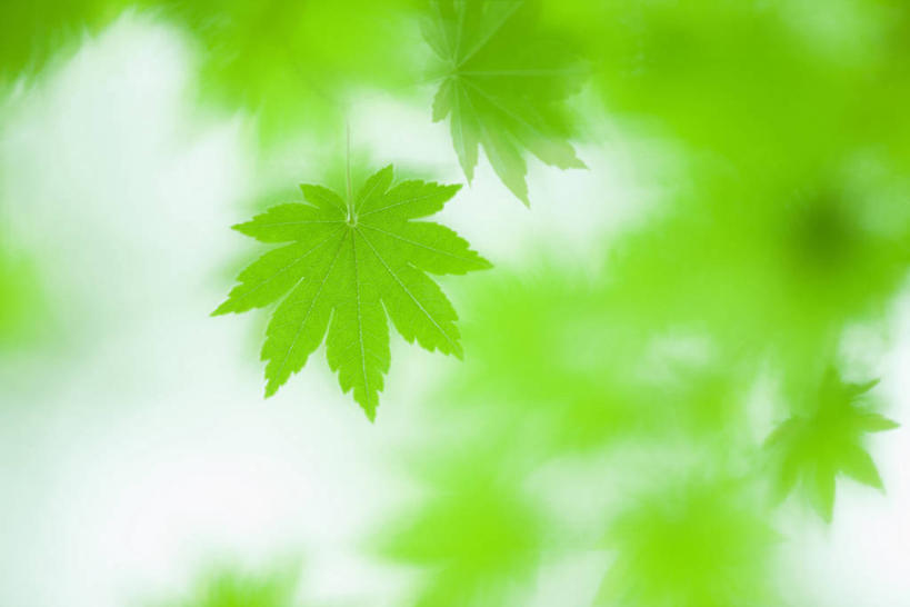 无人,横图,室外,特写,白天,正面,美景,枫树,叶子,朦胧,模糊,景观,枫叶,绿叶,绿色,自然,嫩叶,景色,枫树叶,自然风光,槭树,鸡爪槭,叶,叶片,鸡爪枫,彩图