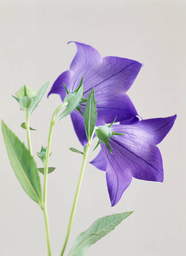 无人,竖图,室内,特写,白天,正面,爱情,叶子,灰色背景,盛开,绿叶,花蕾,花,花瓣,花朵,鲜花,两朵,紫色,花苞,花蕊,嫩叶,摄影,影棚,桔梗花,僧冠帽,柔顺,六角荷,永恒,梗草,悲哀,诚实,无望,叶,叶片,彩图,影棚拍摄,拍摄
