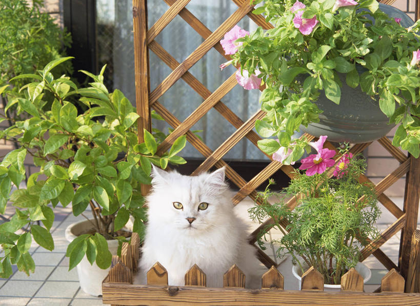 无人,栏杆,坐,横图,室外,白天,正面,宠物,猫,叶子,盛开,木制,栅栏,篱笆,围栏,绿叶,波斯猫,花蕾,注视,护栏,花,花瓣,花朵,鲜花,一只,粉色,白色,动物,木制品,花苞,花蕊,观察,看,嫩叶,可爱,观看,察看,关注,猫咪,叶,叶片,坐着,半身,彩图,金吉拉波斯猫