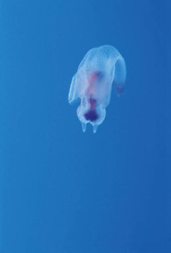 无人,竖图,室外,特写,白天,正面,海底,水下,海浪,海洋,美景,景观,浪花,水底,海洋生物,无脊椎动物,一只,蓝色,自然,海水,景色,海底世界,软体动物,自然风光,水生动物,浮游动物,水生物,海景,海底动物,大海,风浪,海,海床,海水的波动,近岸浪,涌浪,彩图,全身,冰海精灵,冰海小精灵,海天使