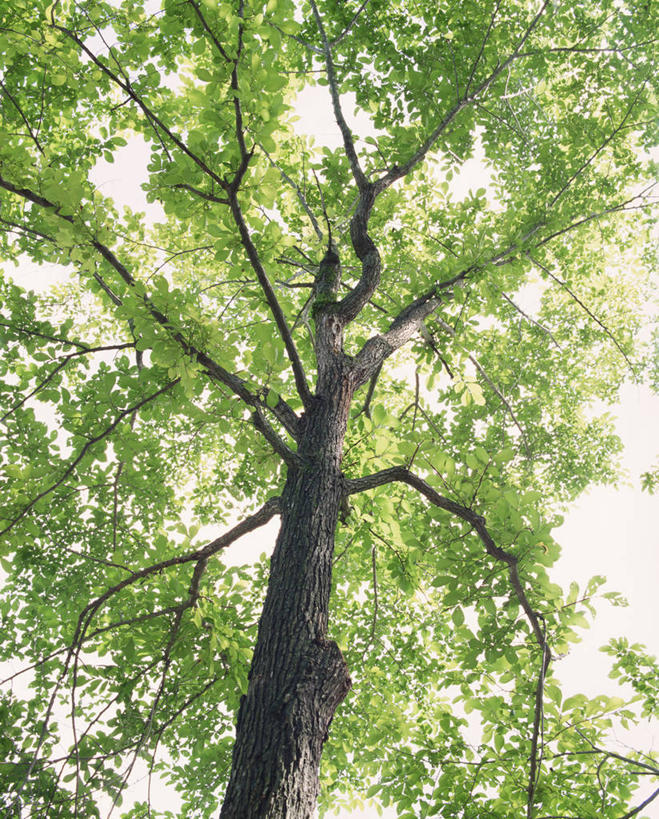 无人,竖图,室外,白天,仰视,美景,植物,榆树,叶子,阴影,光线,影子,景观,绿叶,枝条,树,树木,树枝,绿色,阳光,自然,嫩叶,景色,生长,成长,自然风光,虬枝,枝杈,叶,叶片,榆钱,家榆,白榆,彩图,低角度拍摄