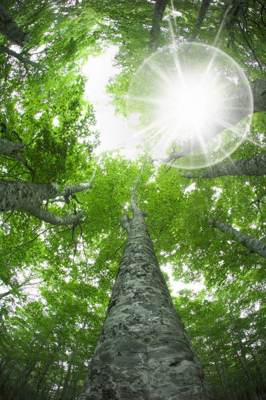 无人,竖图,室外,白天,仰视,旅游,度假,美景,森林,树林,植物,日本,亚洲,阴影,光线,影子,景观,树桩,娱乐,树,树干,树木,绿色,阳光,自然,享受,休闲,木桩,景色,放松,生长,成长,自然风光,东亚,山毛榉,本州,本州岛,日本国,岩手,岩手县,东北地方,麻栎金刚,山毛榉树,八幡平市,彩图,低角度拍摄,镜头光晕,透镜闪耀,眩光