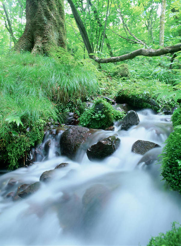 无人,竖图,室外,白天,正面,旅游,度假,河流,石头,美景,森林,树林,水,植物,日本,亚洲,飞溅,溅,石子,液体,河水,景观,水滴,水流,娱乐,水珠,树,树木,绿色,小溪,自然,溪水,享受,休闲,景色,放松,生长,成长,喷洒,自然风光,东亚,本州,关东地方,本州岛,日本国,栃木,栃木县,石块,岩石,彩图,盐谷郡,盐谷町
