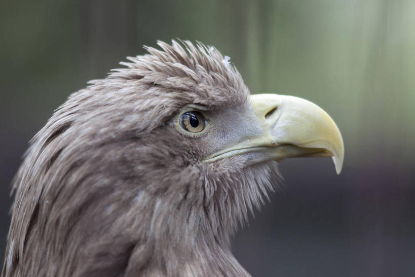 头,无人,横图,室外,特写,白天,侧面,美景,野生动物,朦胧,模糊,鸟类,景观,注视,一只,自然,动物,观察,看,景色,观看,察看,关注,自然风光,凶猛,海雕,白腹海雕,白尾雕,残暴,凶残,头部,半身,彩图