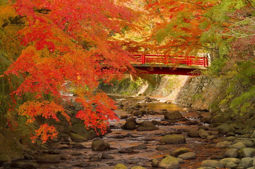 无人,横图,室外,白天,正面,旅游,度假,河流,石头,美景,秋季,森林,树林,水,植物,叶子,静冈县,日本,亚洲,木板,石子,河水,景观,水流,桥,枯叶,落叶,木桥,娱乐,栈桥,树,树木,绿色,自然,享受,休闲,景色,放松,生长,成长,人行桥,木板桥,自然风光,东亚,本州,本州岛,日本国,中部地方,静冈,伊豆半岛,叶,叶片,石块,岩石,秋,秋天,彩图,伊豆市,修善寺
