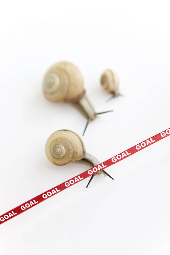 无人,终点,竖图,俯视,室内,特写,白天,白色背景,三只,阴影,反射,英文,蜗牛,标志,文字,影子,字符,字母,标识,爬行,动物,爬,摄影,影棚,英文字母,软体动物,终点线,匍匐,冲线,终点带,彩图,高角度拍摄,全身,影棚拍摄,目的地,拍摄