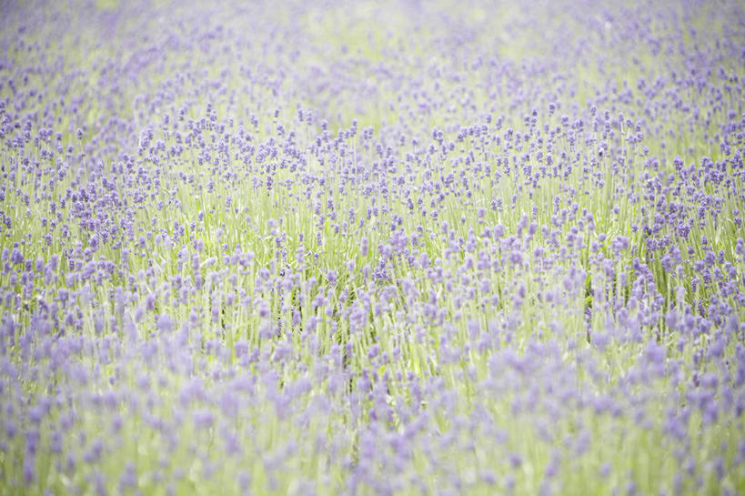 无人,横图,俯视,室外,白天,爱情,旅游,度假,花海,花圃,美景,植物,叶子,日本,亚洲,朦胧,模糊,盛开,景观,浪漫,花蕾,娱乐,花,花瓣,花朵,花卉,鲜花,绿色,紫色,自然,香草,花丛,花束,花田,花苞,花蕊,薰衣草,享受,休闲,景色,放松,自然风光,呼吸,东亚,本州,本州岛,日本国,中部地方,岐阜,岐阜县,灵香草,黄香草,奇迹,彩图,高角度拍摄,高山市