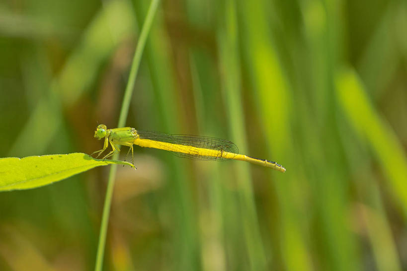 无人,横图,室外,特写,白天,侧面,美景,叶子,阴影,朦胧,模糊,光线,蜻蜓,昆虫,影子,景观,绿叶,停留,一只,阳光,自然,动物,嫩叶,景色,停止,自然风光,猫猫丁,咪咪洋,蚂螂,河嘻嘻,益虫,逗留,停顿,叶,叶片,彩图,全身