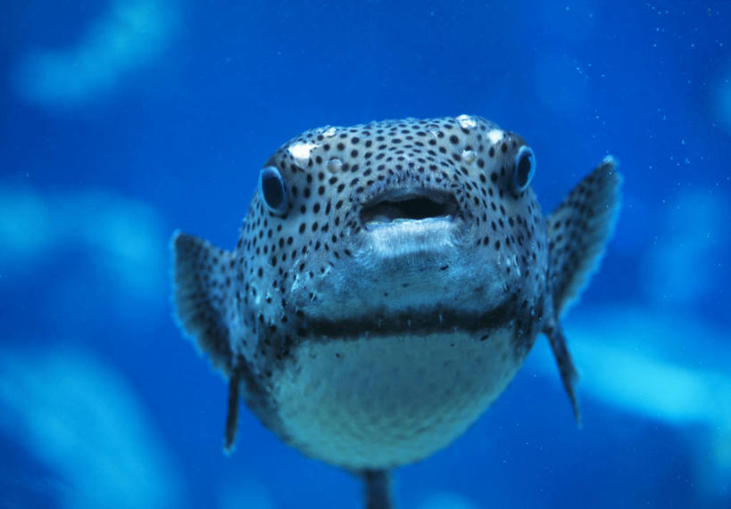 海鲜,无人,横图,室外,特写,白天,正面,岛屿,海底,水下,海浪,海洋,美景,夏威夷,美国,朦胧,模糊,景观,浪花,水底,注视,水产,海洋生物,一只,自然,海水,观察,看,景色,海底世界,观看,河豚,河豚鱼,鸡泡鱼,气泡鱼,察看,北美,北美洲,关注,自然风光,水生动物,海产品,美洲,水生物,海景,海底动物,夏威夷岛,夏威夷州,爱洛哈之州,鲀鱼,北亚美利加洲,亚美利加洲,大岛,河鲀,大海,风浪,海,海床,海水的波动,近岸浪,列岛,群岛,涌浪,诸岛,彩图,全身,美利坚合众国