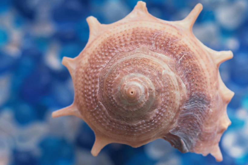 无人,横图,室内,特写,白天,正面,贝壳,阴影,朦胧,模糊,反射,影子,一个,单个,螺旋状,贝类外壳,海螺壳,软体动物外壳,彩图,螺旋形,螺旋形状,螺旋型